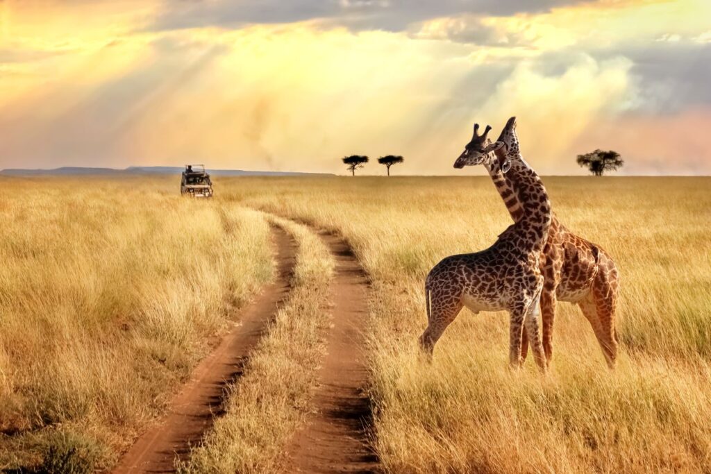 Zwei Giraffen stehen auf einer grasbewachsenen Savanne, während ein Safari-Fahrzeug auf einem Weg im Hintergrund zu sehen ist – eine typische Szene auf einer Tansania Safari.