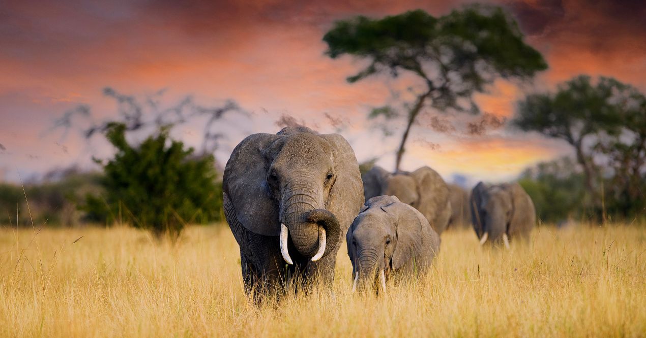 Eine Elefantenmutter und ihr Junges durchqueren die goldene Savanne bei Sonnenuntergang, ein typischer Moment einer Tansania Safari.